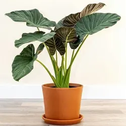 گل بابا آدم (گل آرزو ها)