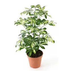 گل شفلرا (درخت چتر)