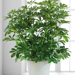 گل شفلرا (درخت چتر)