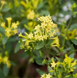 گل محبوبه شب، معطر