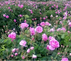 نهال  گلدانی گل محمدی معطر