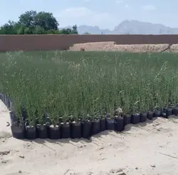 نهال بادام کوهی(الوک) کاشت دیم