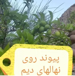 نهال بادام کوهی(الوک) کاشت دیم