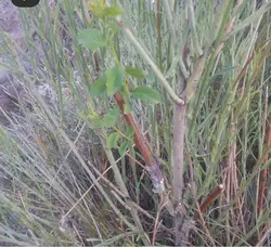 نهال بادام کوهی(الوک) کاشت دیم