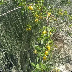 نهال بادام کوهی(الوک) کاشت دیم