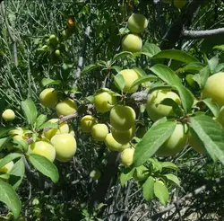 نهال بادام کوهی(الوک) کاشت دیم