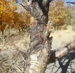 نهال بادام کوهی(الوک) کاشت دیم