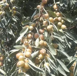 نهال سنجد