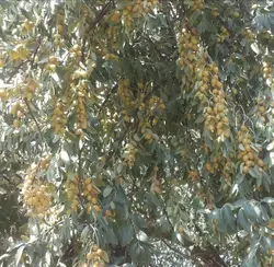 نهال سنجد