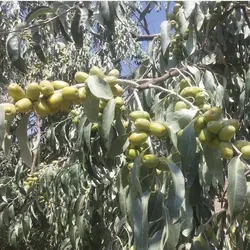 نهال سنجد
