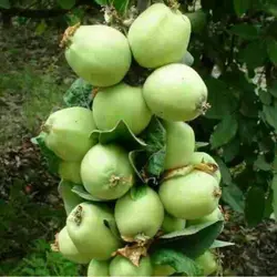نهال سیب ترش مصری