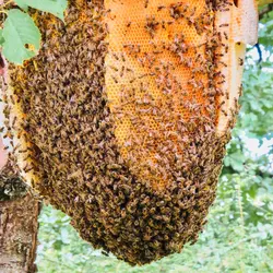 عسل وحشی - عسل خیال