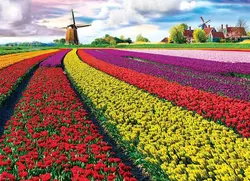 پازل یوروگرافیک 1000 قطعه tulip fields - کتابفروشی روباه قرمز