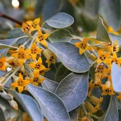 عطر سنجد | senjed - عطرانه پرفیوم
