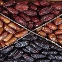 خرما کبکاب – خرید و فروش عمده خرما کبکاب – کد2/4