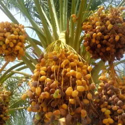 خرما مردا سنگ – خرید و فروش عمده خرما مردا سنگ – کد2/5