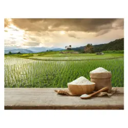 برنج شمال – نکات مهم در خرید برنج شمال – کد 1/5