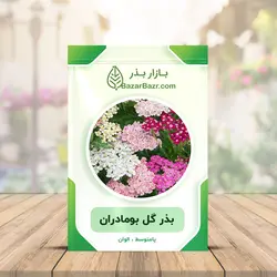 بذر گل بومادران