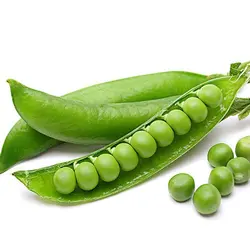 بذر نخود فرنگی