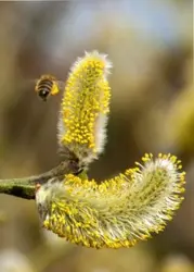 خرید اینترنتی گرده گل با قیمت ارزان