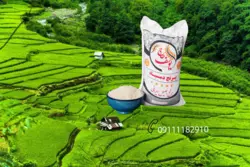 برنج دم سیاه