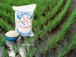 برنج سرلاشه هاشمی ممتاز