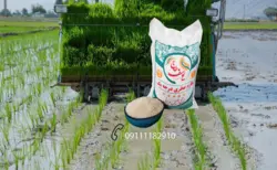 برنج طارم درجه یک