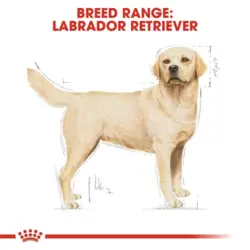غذای خشک سگ رویال کنین لابرادور بالغ labrador adult وزن 12 کیلوگرم