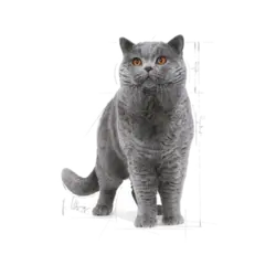 غذای خشک گربه نژاد بریتیش رویال کنین British Shorthair Adult وزن 10 کیلوگرم