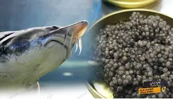 خواص خاویار برای درمان بیماری ها | خاویار 5 ستاره ایران
