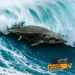 خرید و قیمت خاویار خزر | خاویار 5 ستاره ایران