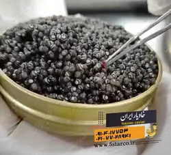 تفاوت خاویار پرورشی با دریایی | خاویار 5 ستاره ایران