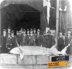 تاریخچه خاویار | خاویار 5 ستاره