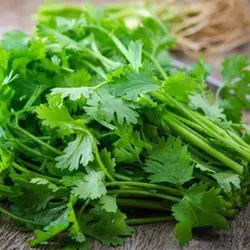 بذر جعفری فله