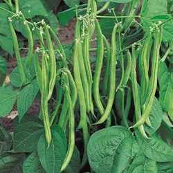 بذر لوبیا سبز نسل دوم خارجی