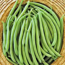 بذر لوبیا سبز نسل دوم خارجی