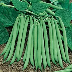 بذر لوبیا سبز نسل دوم خارجی