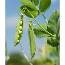 بذر نخود فرنگی ولف روزن سید هلند