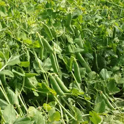 بذر نخود فرنگی ولف روزن سید هلند