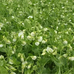 بذر نخود فرنگی ولف روزن سید هلند