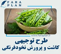 طرح توجیهی راه اندازی مزرعه نخود فرنگی