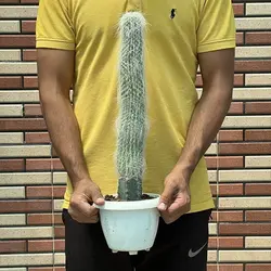 کاکتوس اولدمن
