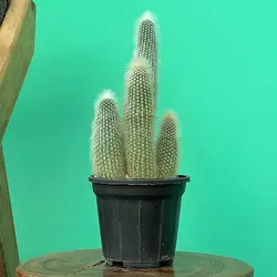 کاکتوس کلیستو اشتراووسی