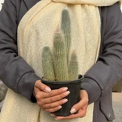 کاکتوس کلیستو اشتراووسی