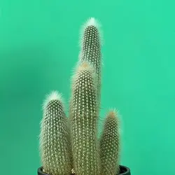 کاکتوس کلیستو اشتراووسی