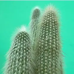 کاکتوس کلیستو اشتراووسی