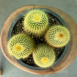 کاکتوس نوتو عسلی
