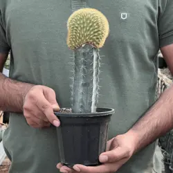 کاکتوس پیوندی دفورمه