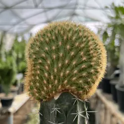 کاکتوس پیوندی دفورمه