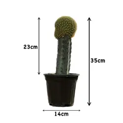 کاکتوس پیوندی دفورمه